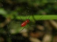 Sheetweb Spider