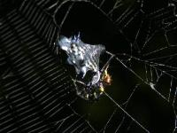 Spined Micrathena Spider