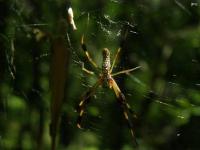 Golden Silk Orbweaver Spider