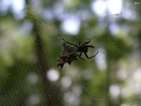 Spined Micrathena Spider