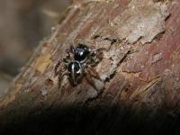 Twinflagged Jumping Spider