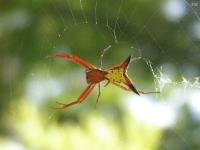 Arrowshaped Micrathena Spider