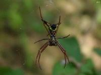 Arrowshaped Micrathena Spider