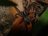 Wolf Spider