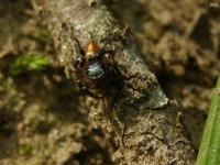 Jumping Spider, SP40