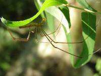 Longjawed Orbweaver Spider