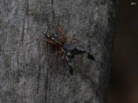 Jumping Spider