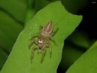 Jumping Spider