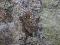 Jumping Spider w/ Moth for Dinner