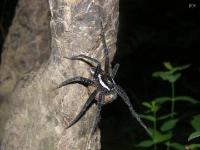 Fishing Spider w/ Egg Sac