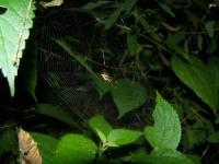 The Web of an Arrow Shaped Spider