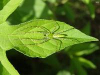 Green Lynx Spider