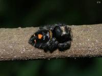 Bold Jumper Spider