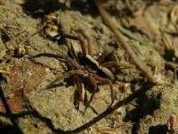 Wolf Spider