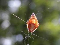 Arrowhead Spider