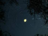 Spinybacked Orbweaver Web