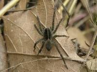 Wolf Spider