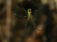 Orchard Orbweaver Spider