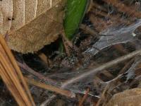 Funnel Web Spider @ funnel entrance.