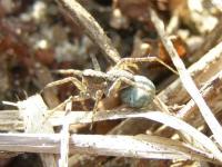 Spider with Babies