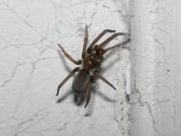 Southern House Spider