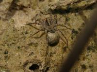 Wolf Spider w/ Egg Sac