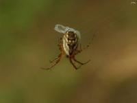 Tuftlegged Orbweaver Spider