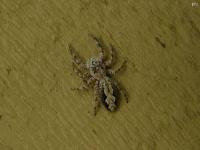 Jumping Spider