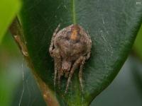 Uknown Orbweaver Spider