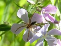 Dotted Wolf Spider