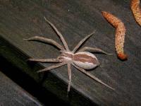 Nursery Web Spider