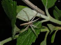 Nursery Web Spider