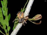 Orbweaver Spider