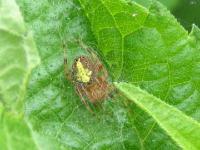 Orbweaver Spider, juvenile