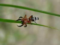 Ground Spider