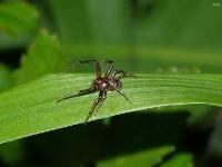 Ground Crab Spider