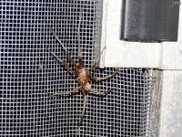 Southern House Spider