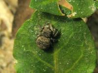 Jumping Spider