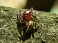 Jumping Spider