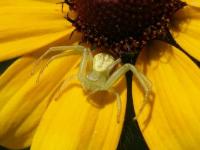 Crab Spider