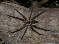 Fishing Spider