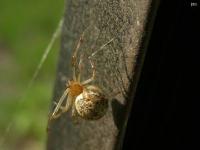 Common House Spider(found inside shop)