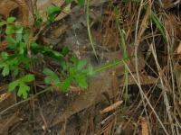 Ground Web w/ Funnel