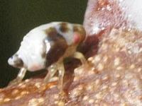 Spittlebug on Wild Grape