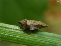 Diamondbacked Spittlebug