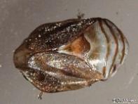 Clastoptera sp. Spittlebug