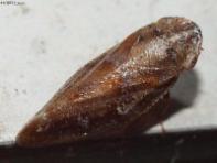 Saratoga Spittlebug