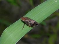 Diamondbacked Spittlebug