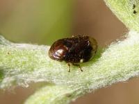 Sunflower Spittlebug