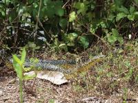 Speckled Kingsnake